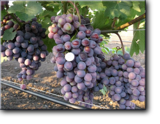 Виноград плодовый Подарок Несветая - столовый сорт очень раннего срока созревания.
