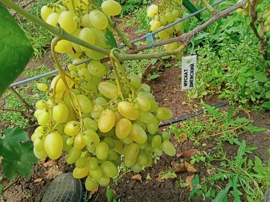Сорт винограда Мускат Диевский