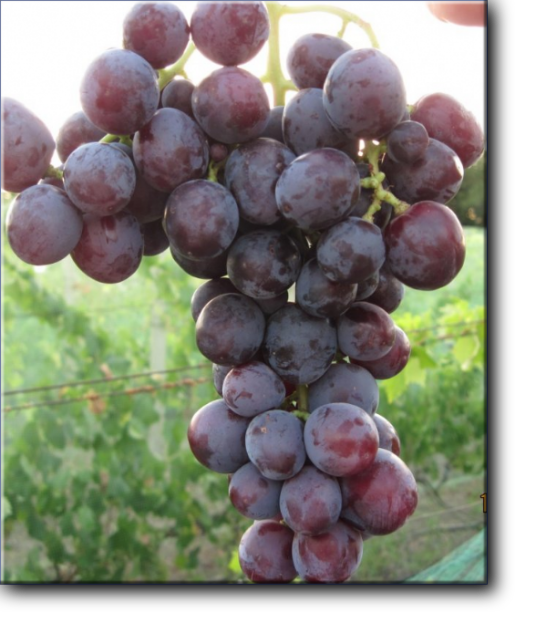 Виноград плодовый Подарок Несветая - столовый сорт очень раннего срока созревания.