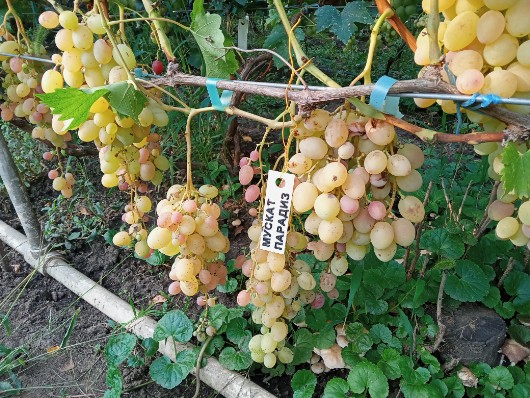 Сорт винограда Мускат Парадиз