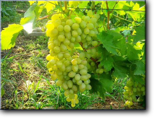 Столовая форма винограда очень раннего срока созревания (95-105 дней).