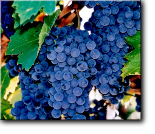 Технический сорт винограда Рубин Голодрыги