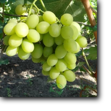 Столовый виноград очень раннего срока созревания