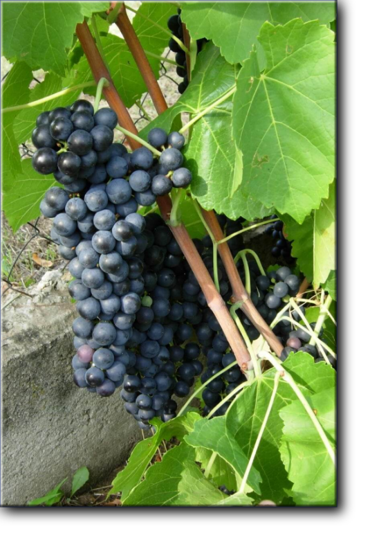 Технический сорт винограда Черный лекарь
