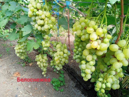 Сорт винограда Белоснежка