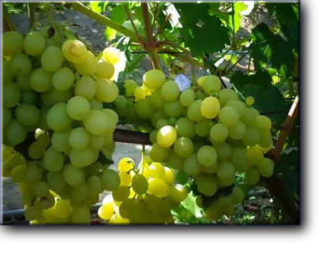Виноград Белоснежка - новая гибридная форма Раннего срока созревания 100-105 дней