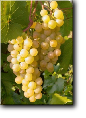Технический сорт винограда Бурлингтон