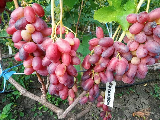 Сорт винограда Водограй