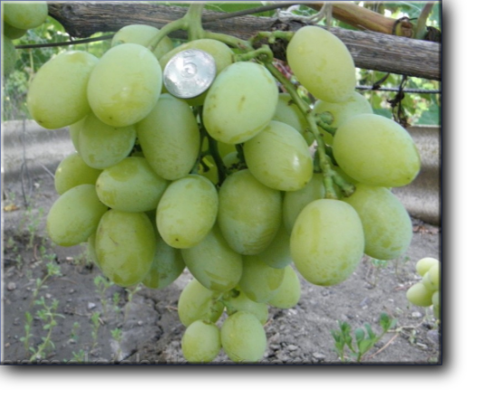 Эмигрант - Столовый сорт винограда, среднего срока созревания, период вегетации составляет 110-115 дней. 
