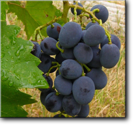 Виноград познего срока созревания Молдова