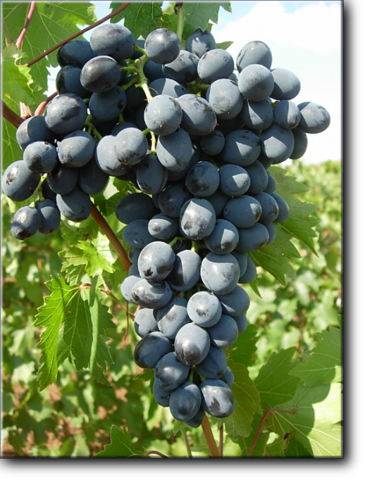 Виноград познего срока созревания Молдова