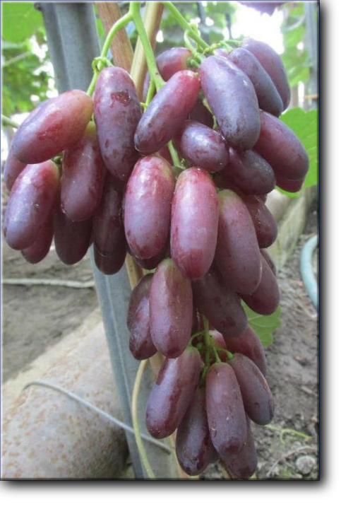 Красава - новая гибридная форма винограда ранне-среднего срока созревания, селекция Калугина В. М