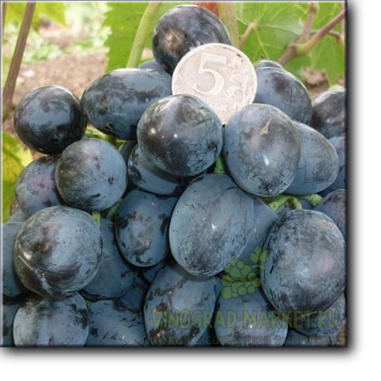 Руслан - виноград очень раннего срока созревания,	105–110 суток.