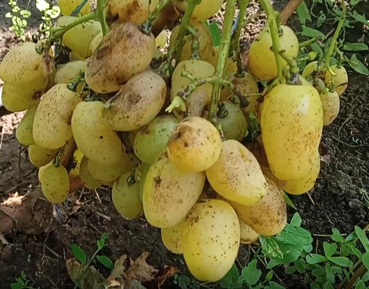Сорт винограда Бананас