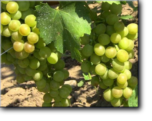 Виноград Тхортон – бессемянный столовый сорт винограда из США,