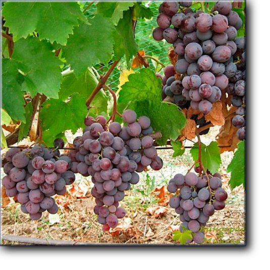 Срок созревания сорта винограда Армани ранний, полный цикл составляет 110 – 120 дней.