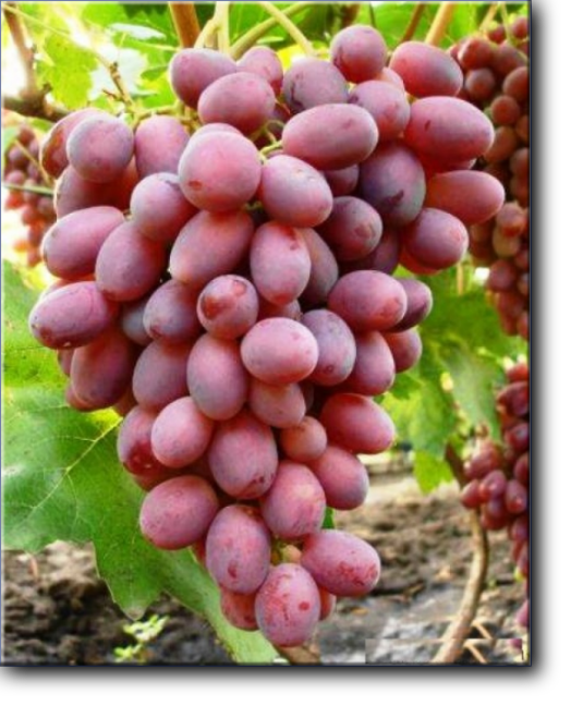 Виноград Танюша имеет раннюю форму созревания и длится этот процесс от 116 до 125 дней.