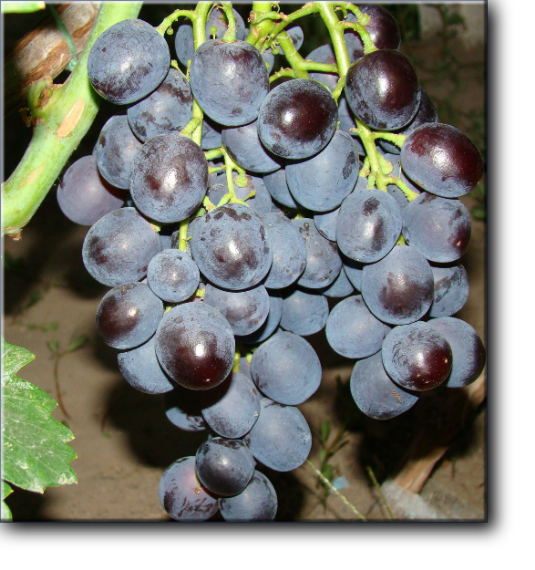 Рошфор - виноград очень раннего срока созревания, столовый.