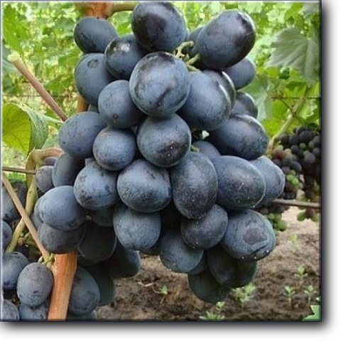Руслан - виноград очень раннего срока созревания,	105–110 суток.