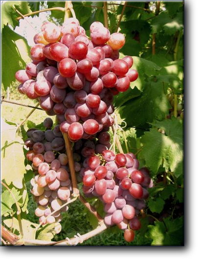 Виноград средне познего срока созревания Низина