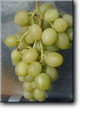 Портос -  столовая  форма  винограда очень раннего срока созревания 100-105 дней