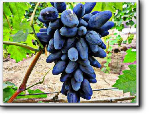 Викинг — столовая гибридная форма винограда очень раннего срока созревания (100 – 110 дней)