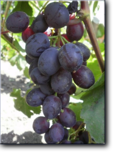 Аюта - гибридная форма столового винограда. Имеет отличный мускатный аромат и вкус.