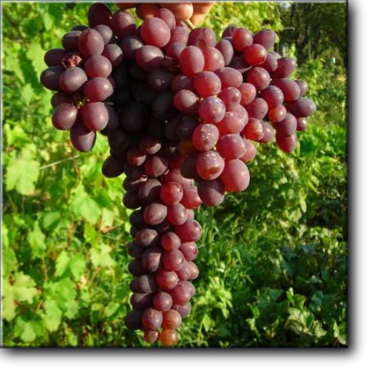 Кишмиш запорожский - бессемянный сорт винограда. Срок созревания очень ранний или ранний (110-120 дней).