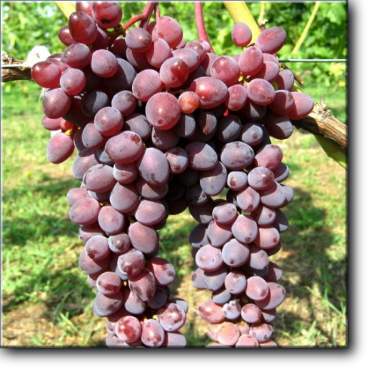 Кишмиш запорожский - бессемянный сорт винограда. Срок созревания очень ранний или ранний (110-120 дней).