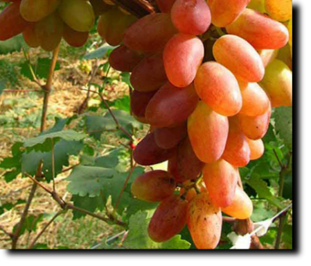 Сверх ранние сорта винограда