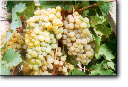Технический сорт винограда Цитронный Магарача